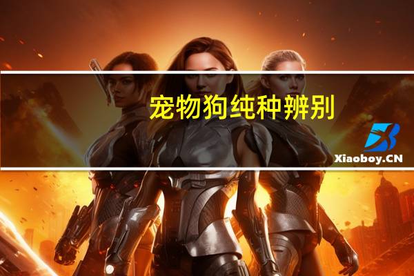 宠物狗纯种辨别