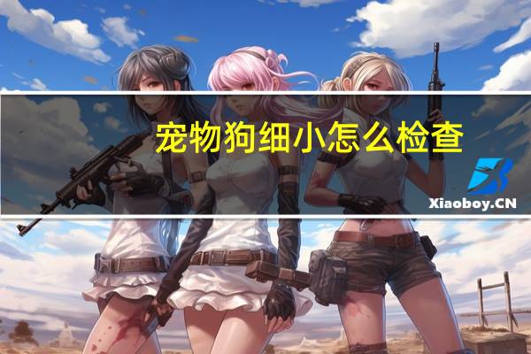 宠物狗细小怎么检查