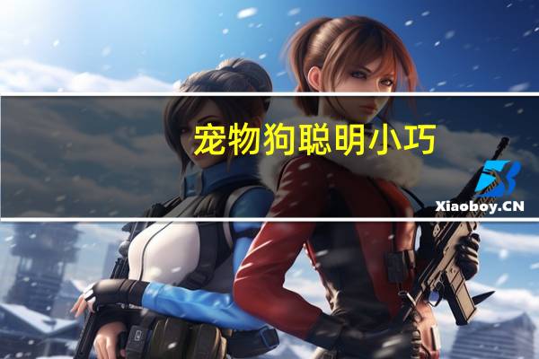 宠物狗聪明小巧