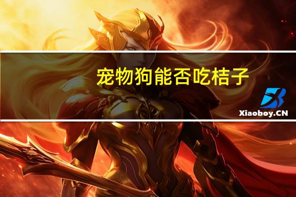 宠物狗能否吃桔子