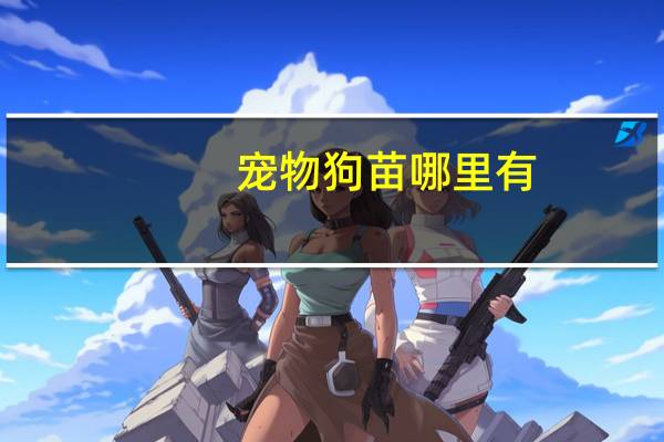 宠物狗苗哪里有