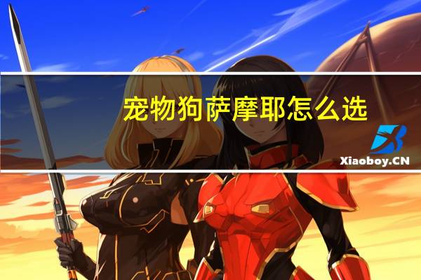 宠物狗萨摩耶怎么选