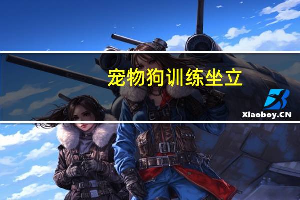 宠物狗训练坐立