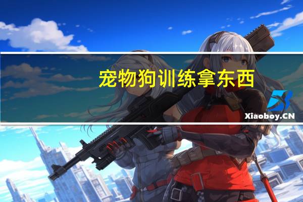 宠物狗训练拿东西