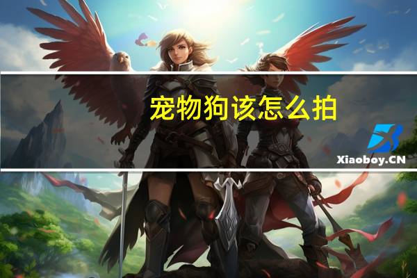 宠物狗该怎么拍