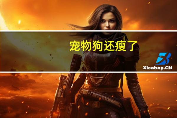 宠物狗还瘦了