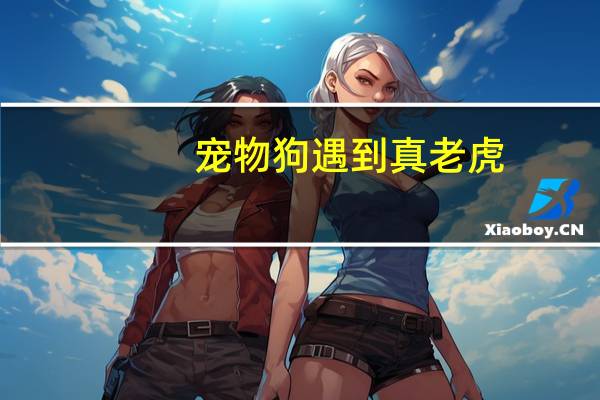 宠物狗遇到真老虎