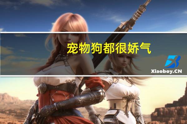 宠物狗都很娇气