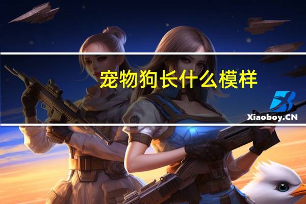 宠物狗长什么模样