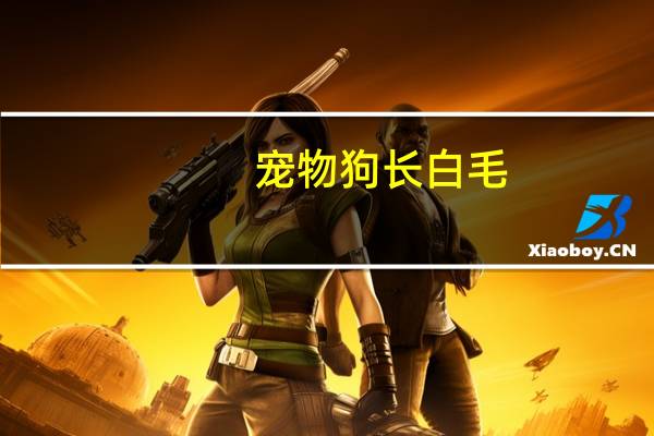 宠物狗长白毛