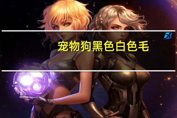 宠物狗黑色白色毛