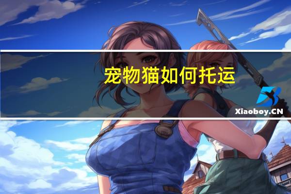 宠物猫如何托运