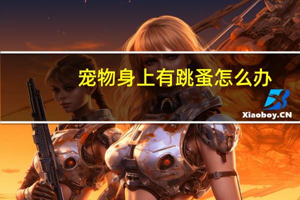 宠物身上有跳蚤怎么办