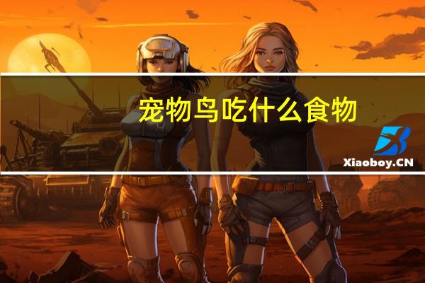 宠物鸟吃什么食物