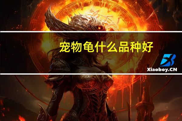 宠物龟什么品种好