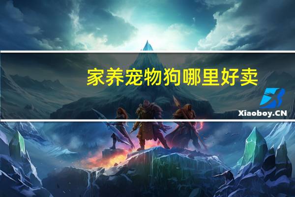 家养宠物狗哪里好卖