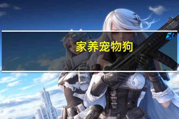 家养宠物狗