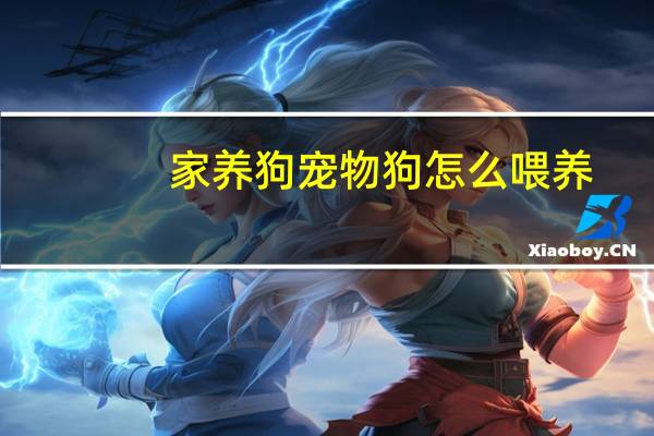 家养狗宠物狗怎么喂养