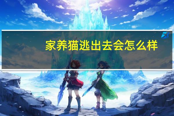 家养猫逃出去会怎么样
