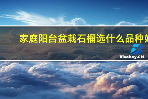 家庭阳台盆栽石榴选什么品种好