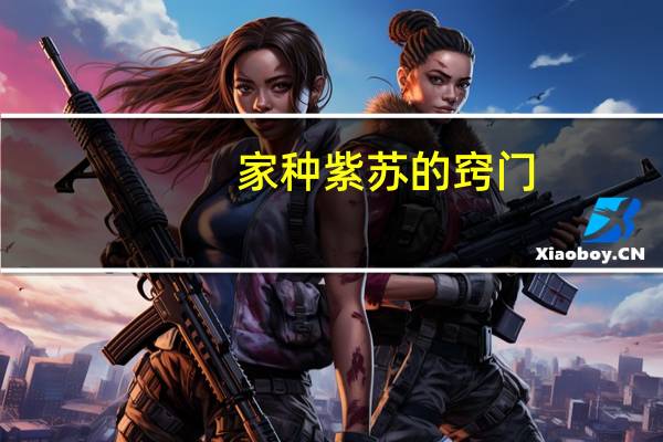 家种紫苏的窍门