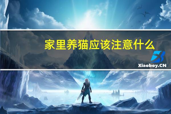 家里养猫应该注意什么
