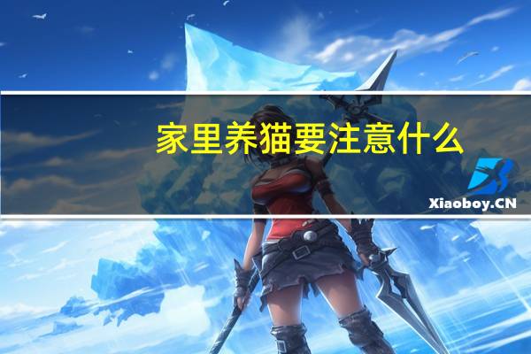 家里养猫要注意什么