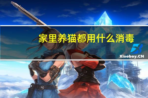 家里养猫都用什么消毒
