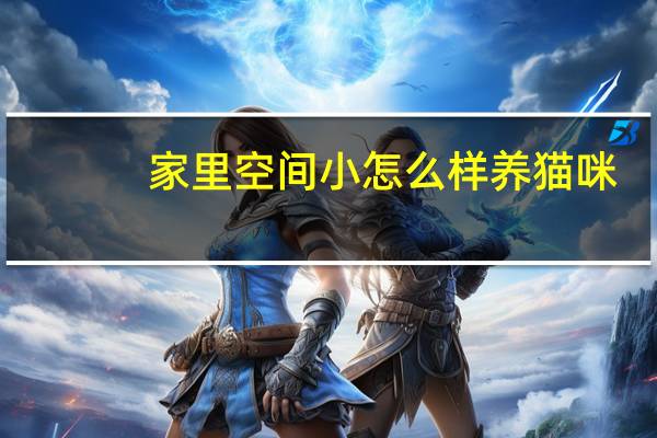 家里空间小怎么样养猫咪