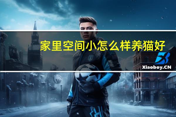 家里空间小怎么样养猫好
