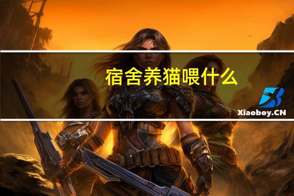 宿舍养猫喂什么