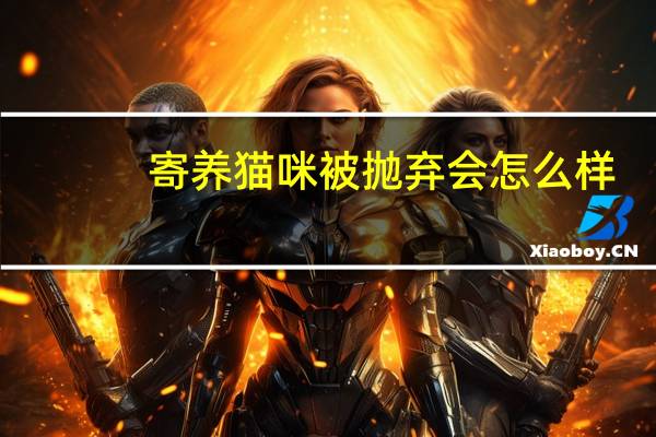 寄养猫咪被抛弃会怎么样