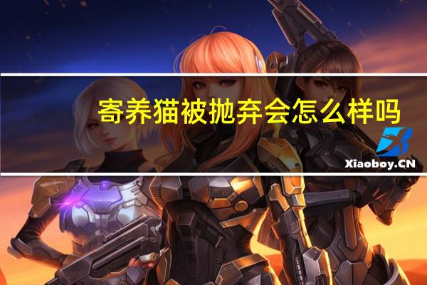 寄养猫被抛弃会怎么样吗