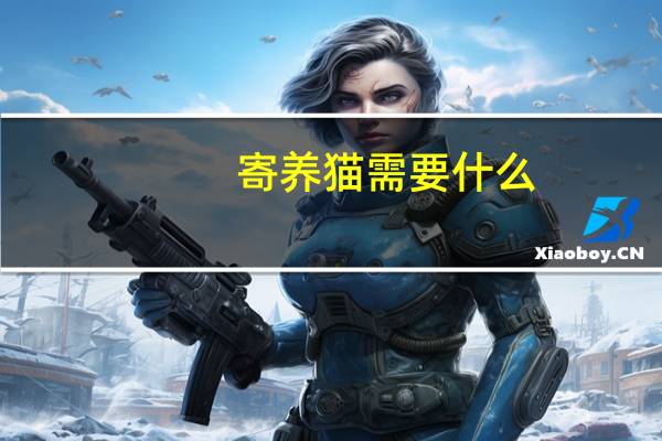 寄养猫需要什么