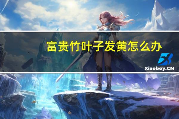 富贵竹叶子发黄怎么办