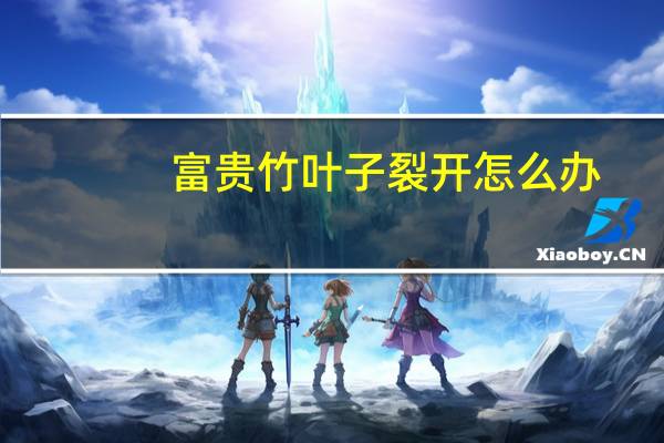 富贵竹叶子裂开怎么办