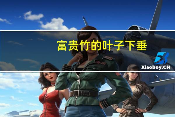 富贵竹的叶子下垂