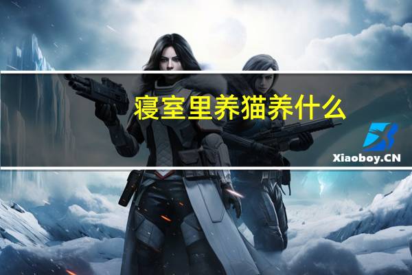 寝室里养猫养什么