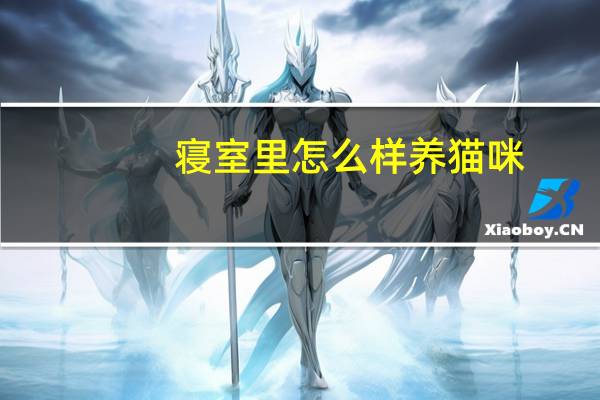 寝室里怎么样养猫咪