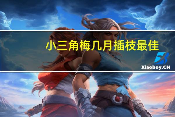 小三角梅几月插枝最佳