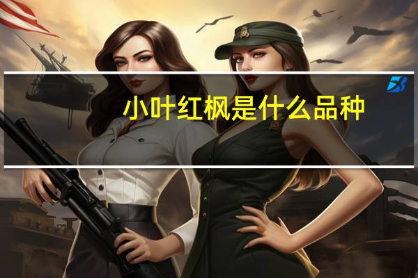 小叶红枫是什么品种