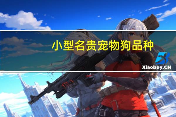 小型名贵宠物狗品种