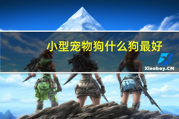 小型宠物狗什么狗最好
