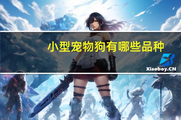 小型宠物狗有哪些品种