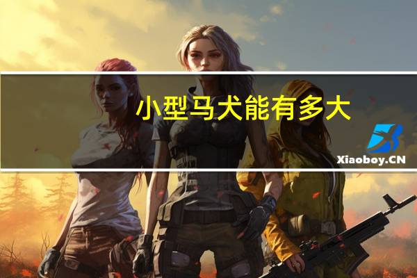 小型马犬能有多大