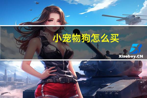 小宠物狗怎么买