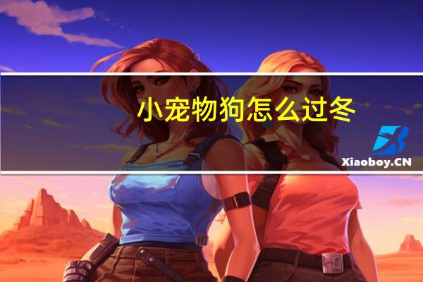 小宠物狗怎么过冬