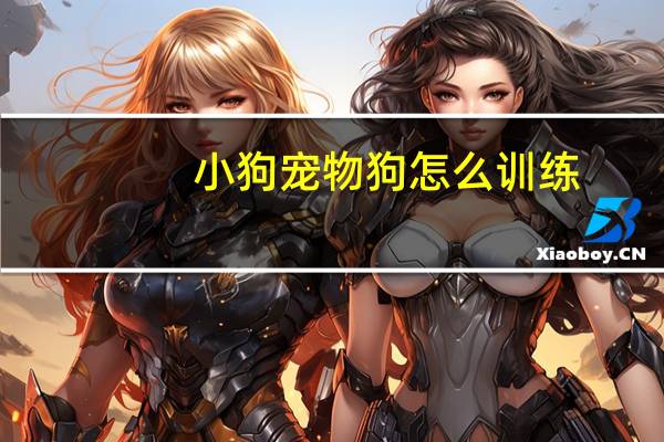 小狗宠物狗怎么训练