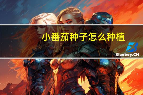 小番茄种子怎么种植
