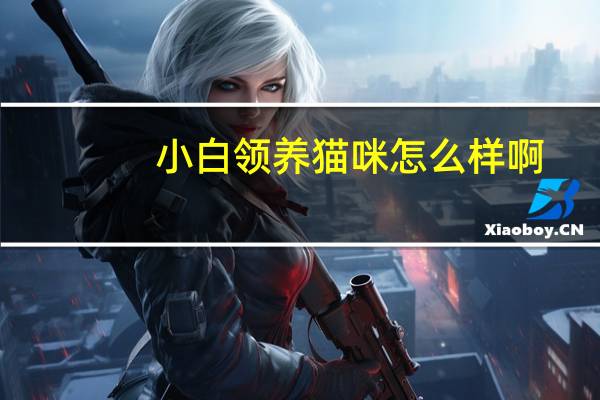 小白领养猫咪怎么样啊